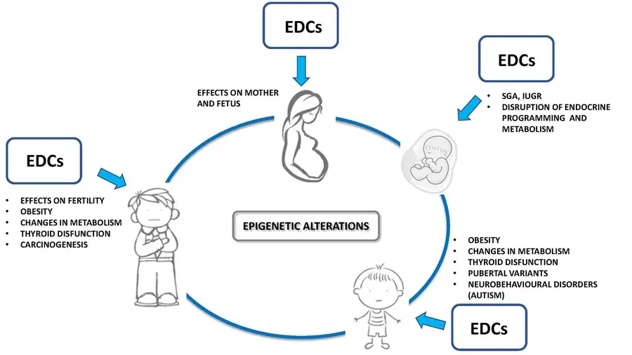Endocrine Disruptor Effects
